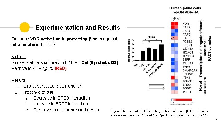 Experimentation and Results Exploring VDR activation in protecting β cells against inflammatory damage Method