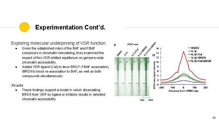 Experimentation Cont’d. Exploring molecular underpinning of VDR function ● ● Given the established roles