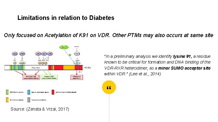 Limitations in relation to Diabetes Only focused on Acetylation of K 91 on VDR.