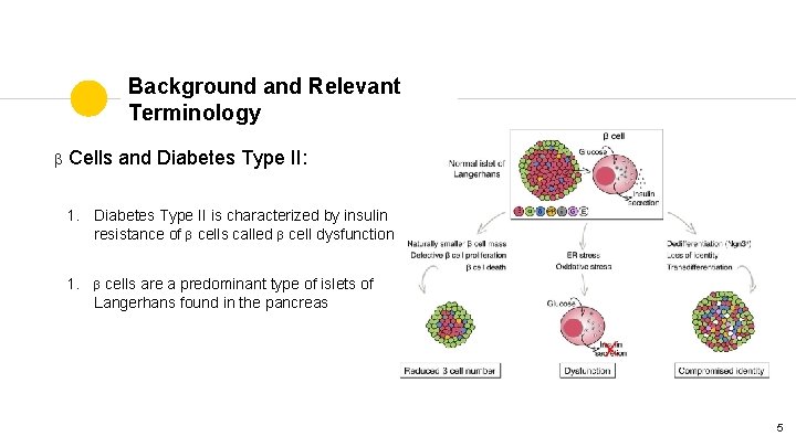 Background and Relevant Terminology β Cells and Diabetes Type II: 1. Diabetes Type II