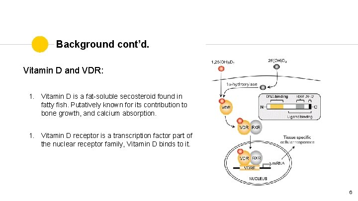 Background cont’d. Vitamin D and VDR: 1. Vitamin D is a fat-soluble secosteroid found