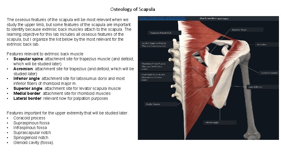 Osteology of Scapula The osseous features of the scapula will be most relevant when