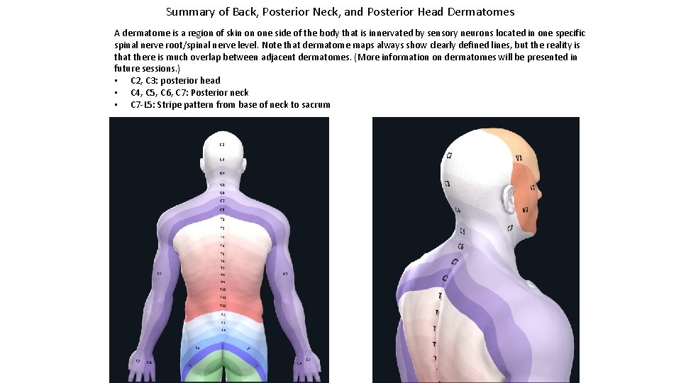 Summary of Back, Posterior Neck, and Posterior Head Dermatomes A dermatome is a region