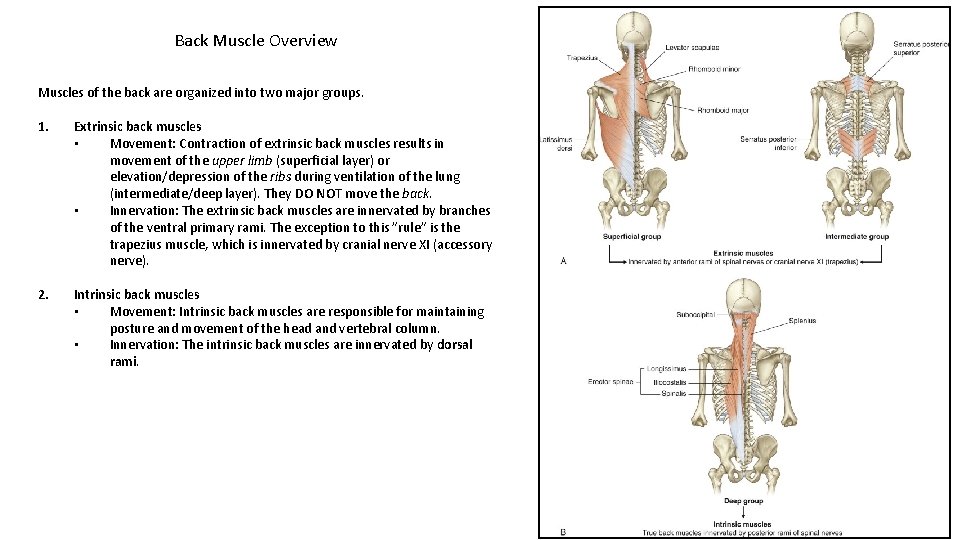 Back Muscle Overview Muscles of the back are organized into two major groups. 1.
