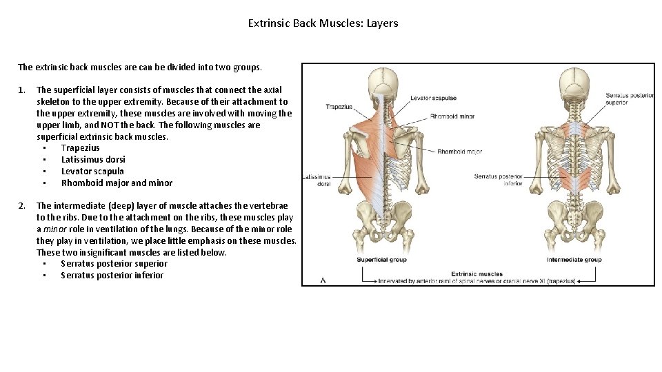 Extrinsic Back Muscles: Layers The extrinsic back muscles are can be divided into two