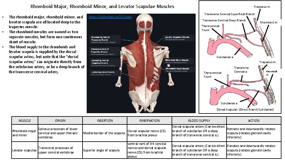 Rhomboid Major, Rhomboid Minor, and Levator Scapulae Muscles • • • The rhomboid major,