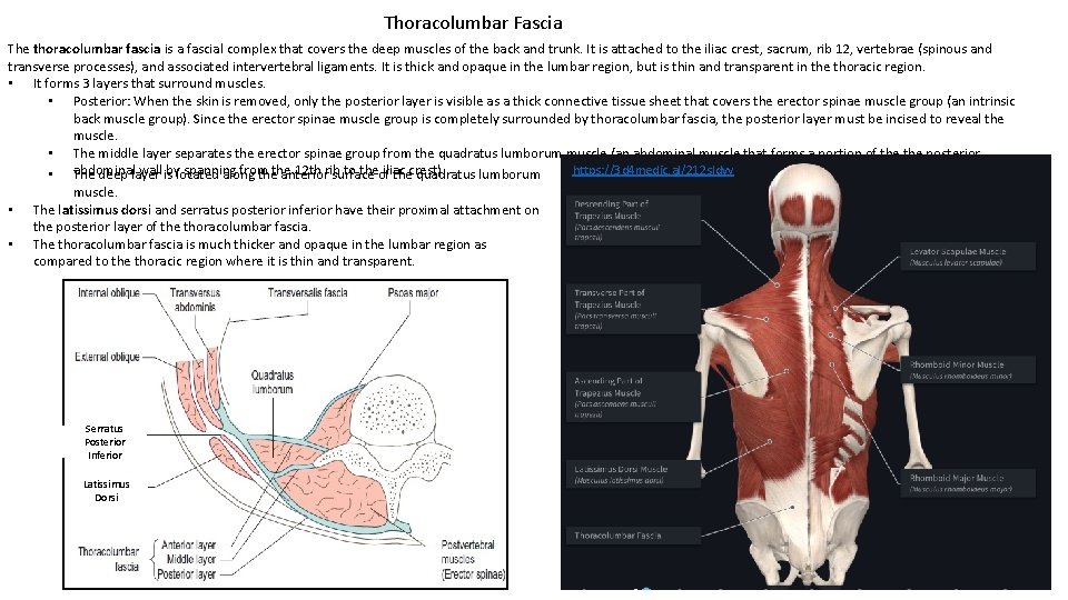 Thoracolumbar Fascia The thoracolumbar fascia is a fascial complex that covers the deep muscles