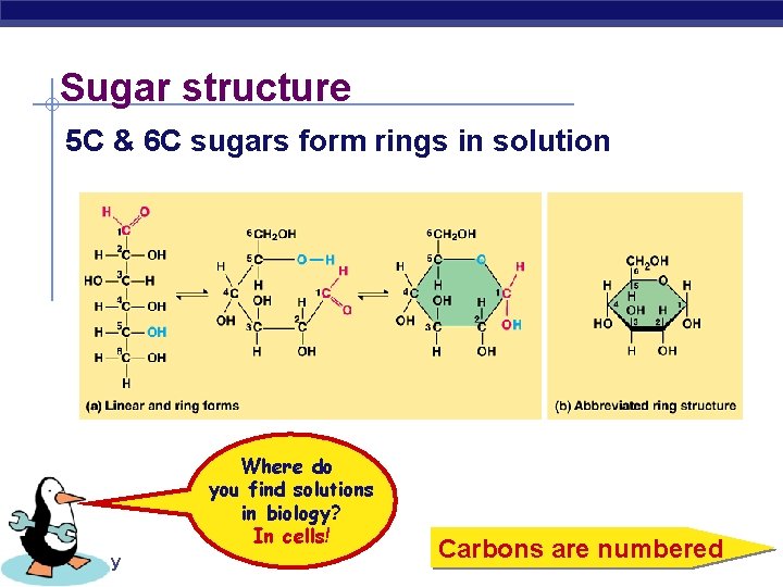 Sugar structure 5 C & 6 C sugars form rings in solution Where do