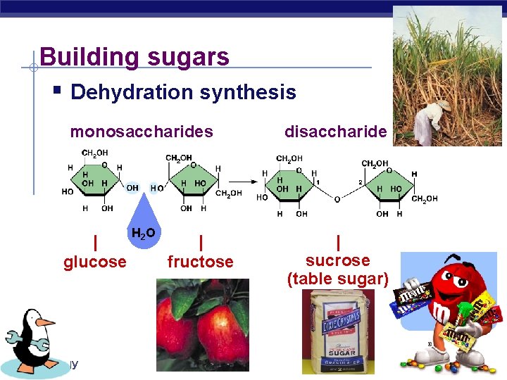 Building sugars § Dehydration synthesis monosaccharides disaccharide H 2 O | sucrose (table sugar)