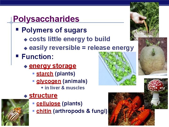 Polysaccharides § Polymers of sugars costs little energy to build u easily reversible =