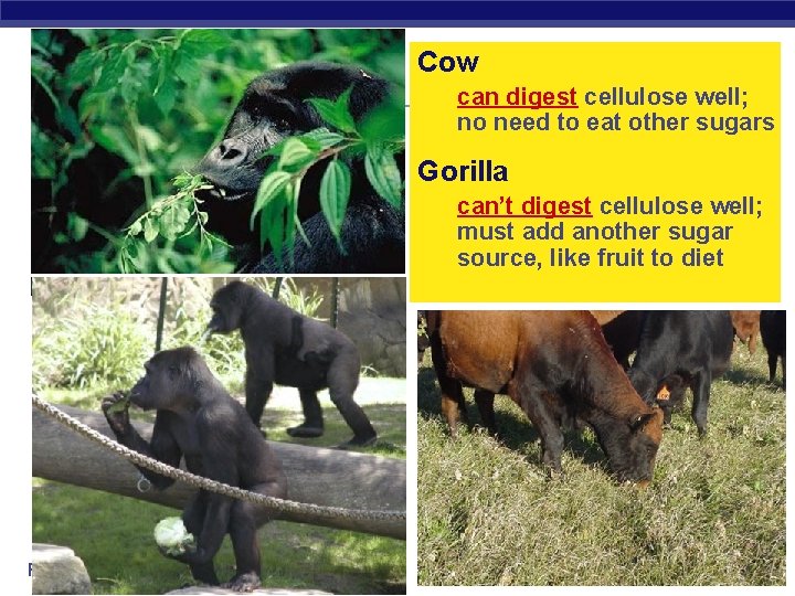 Cow can digest cellulose well; no need to eat other sugars Gorilla can’t digest