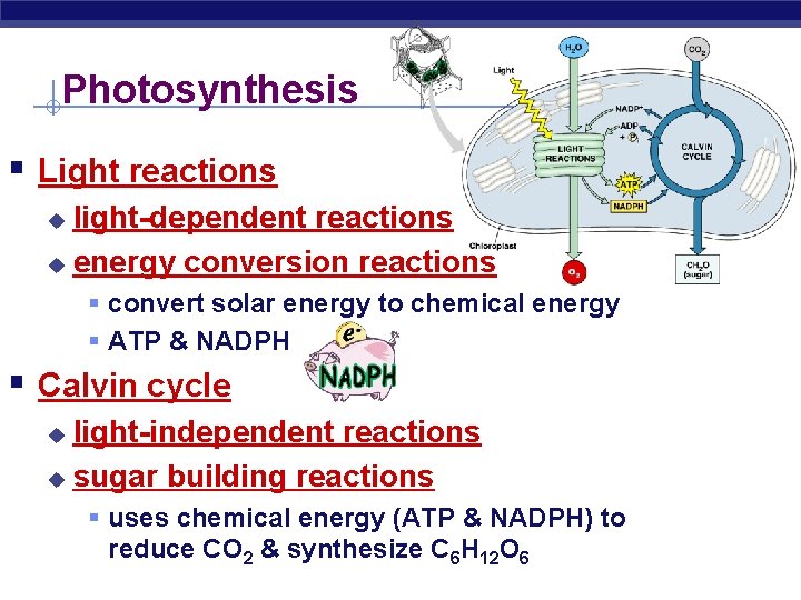 Photosynthesis § Light reactions light-dependent reactions u energy conversion reactions u § convert solar