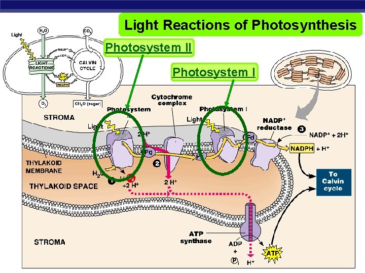 Light Reactions of Photosynthesis Photosystem II Photosystem I AP Biology 