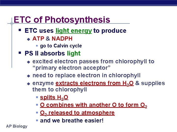 ETC of Photosynthesis § ETC uses light energy to produce u ATP & NADPH