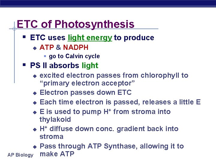 ETC of Photosynthesis § ETC uses light energy to produce u ATP & NADPH