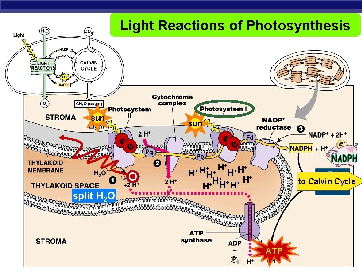 Light Reactions of Photosynthesis sun e e sun O split H 2 O H+