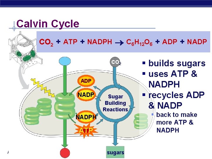 Calvin Cycle CO 2 + ATP + NADPH C 6 H 12 O 6