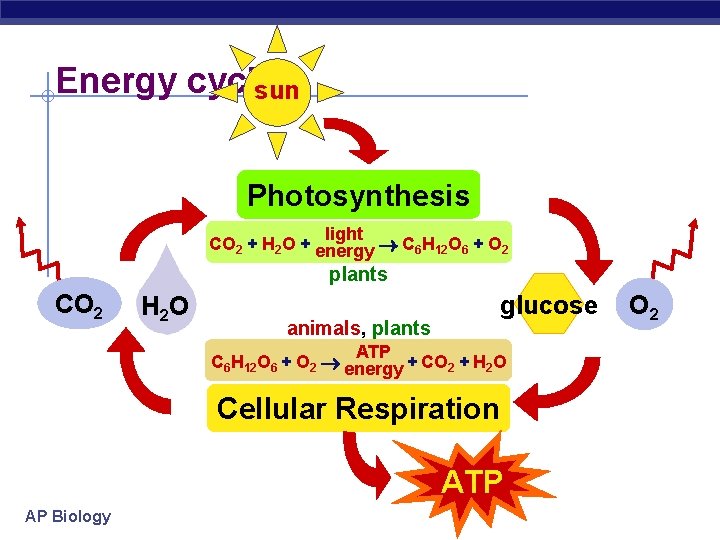 Energy cycle sun Photosynthesis light CO 2 + H 2 O + energy C