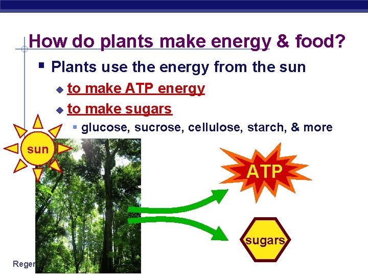 How do plants make energy & food? § Plants use the energy from the