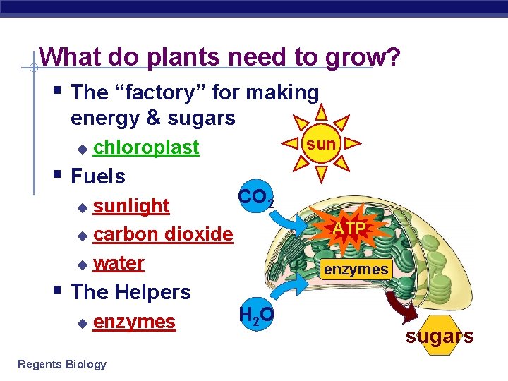 What do plants need to grow? § The “factory” for making energy & sugars