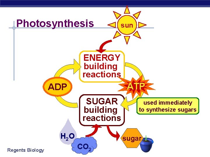 Photosynthesis sun ENERGY building reactions ATP ADP SUGAR building reactions H 2 O Regents