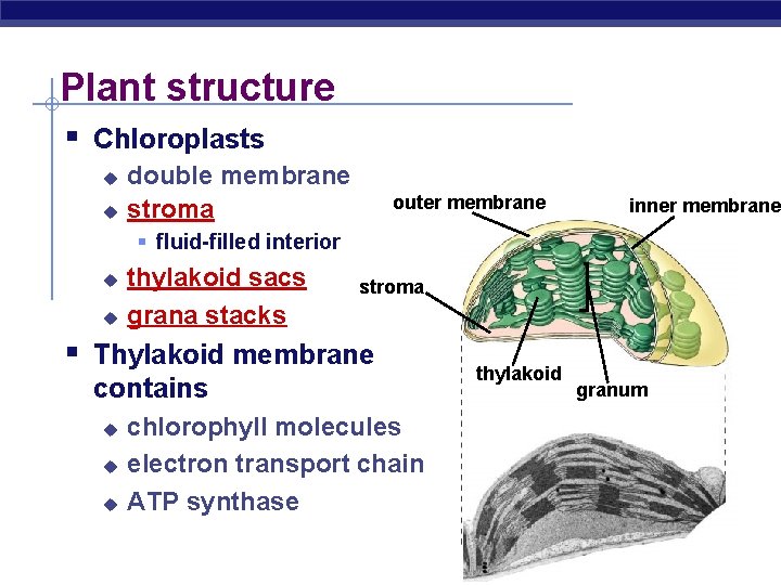 Plant structure § Chloroplasts u u double membrane stroma outer membrane inner membrane §