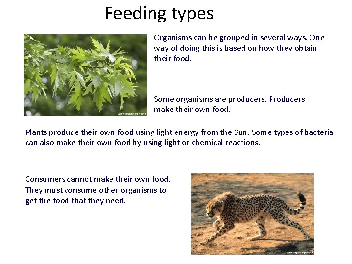 Feeding types Organisms can be grouped in several ways. One way of doing this