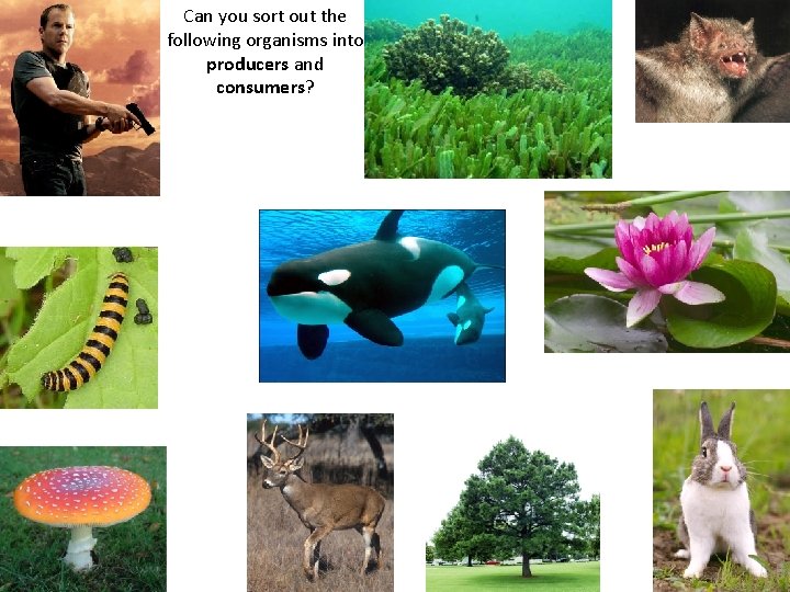 Can you sort out the following organisms into producers and consumers? 