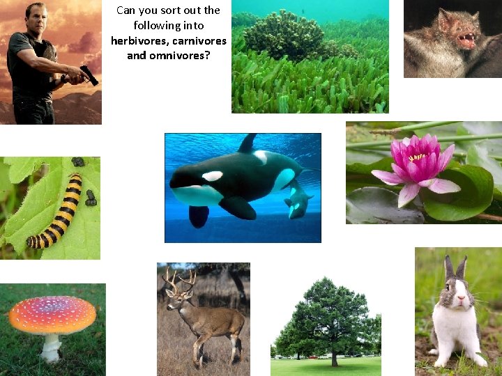 Can you sort out the following into herbivores, carnivores and omnivores? 