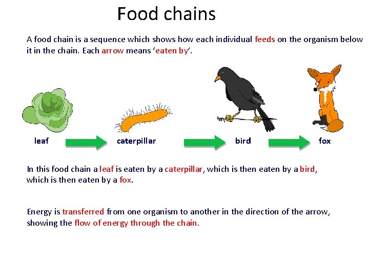 Food chains A food chain is a sequence which shows how each individual feeds