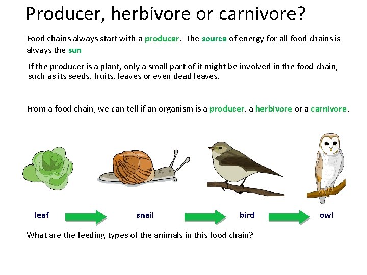 Producer, herbivore or carnivore? Food chains always start with a producer. The source of