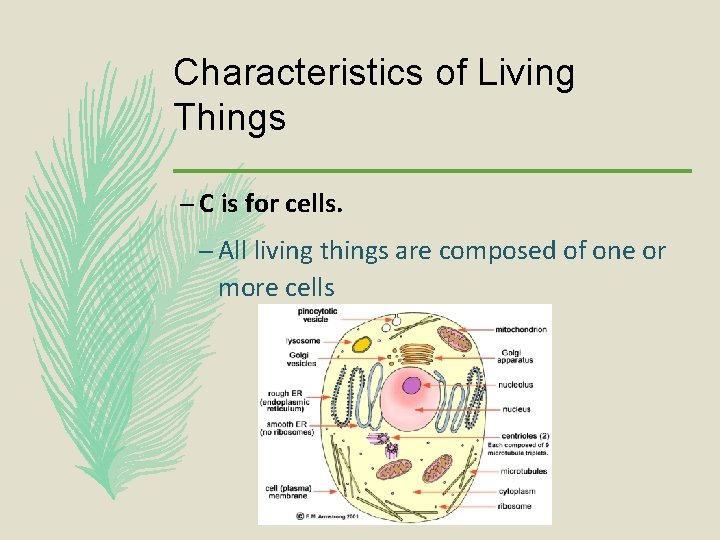 Characteristics of Living Things – C is for cells. – All living things are