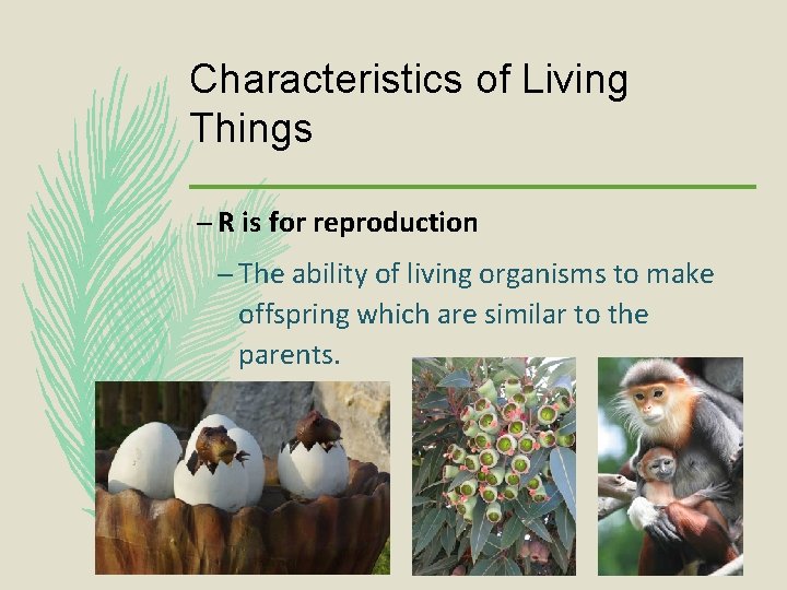 Characteristics of Living Things – R is for reproduction – The ability of living