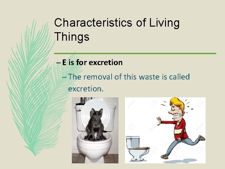 Characteristics of Living Things – E is for excretion – The removal of this