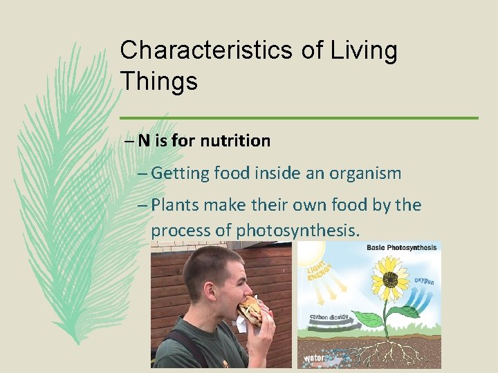 Characteristics of Living Things – N is for nutrition – Getting food inside an