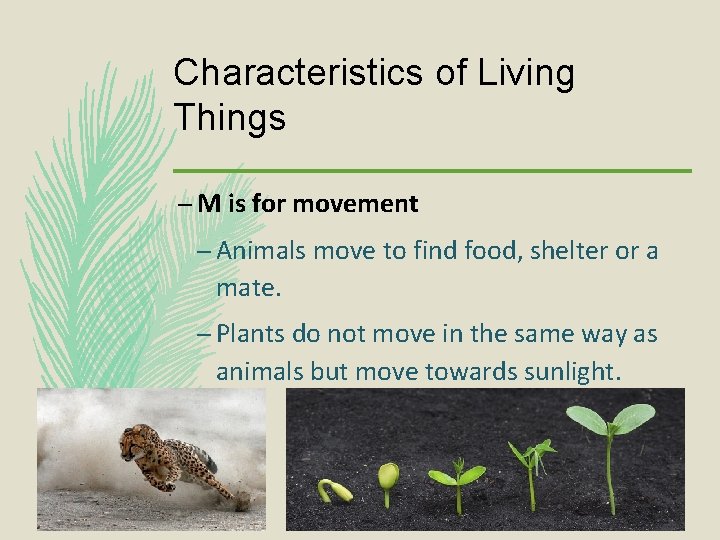 Characteristics of Living Things – M is for movement – Animals move to find