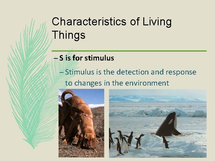 Characteristics of Living Things – S is for stimulus – Stimulus is the detection