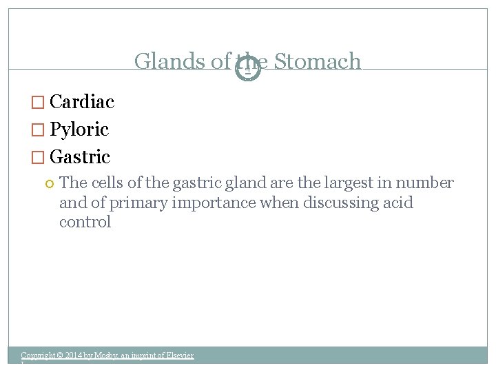 Glands of the Stomach 4 � Cardiac � Pyloric � Gastric The cells of