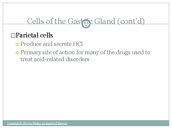 Cells of the Gastric Gland (cont’d) 6 �Parietal cells Produce and secrete HCl Primary