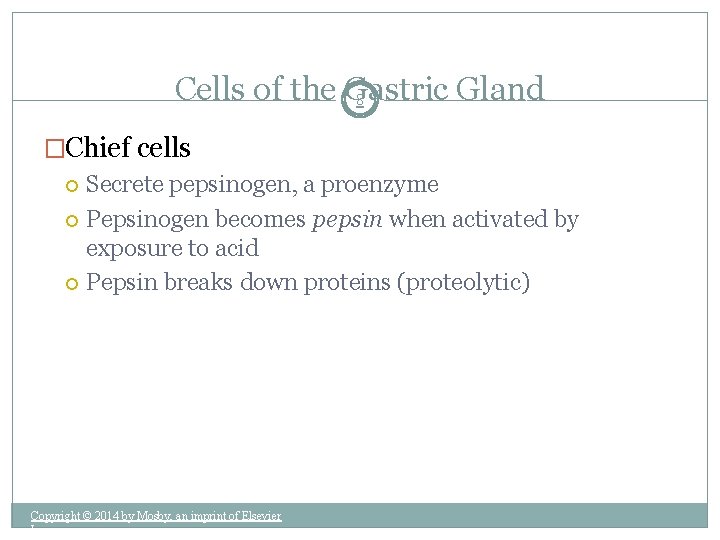 Cells of the Gastric Gland 8 �Chief cells Secrete pepsinogen, a proenzyme Pepsinogen becomes
