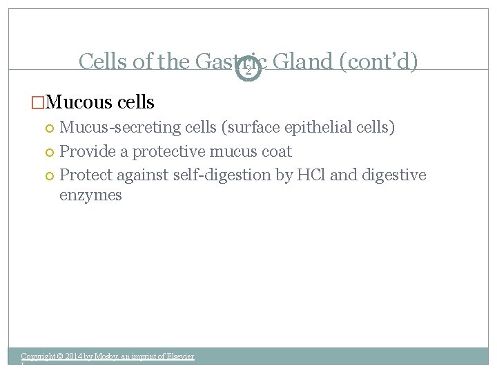 Cells of the Gastric Gland (cont’d) 9 �Mucous cells Mucus-secreting cells (surface epithelial cells)