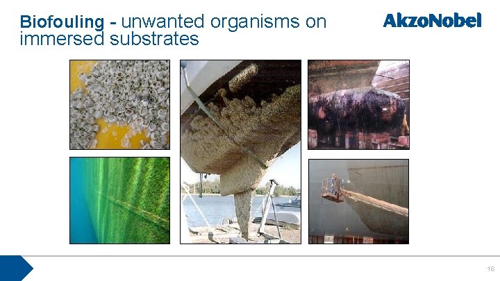 Biofouling - unwanted organisms on immersed substrates 16 
