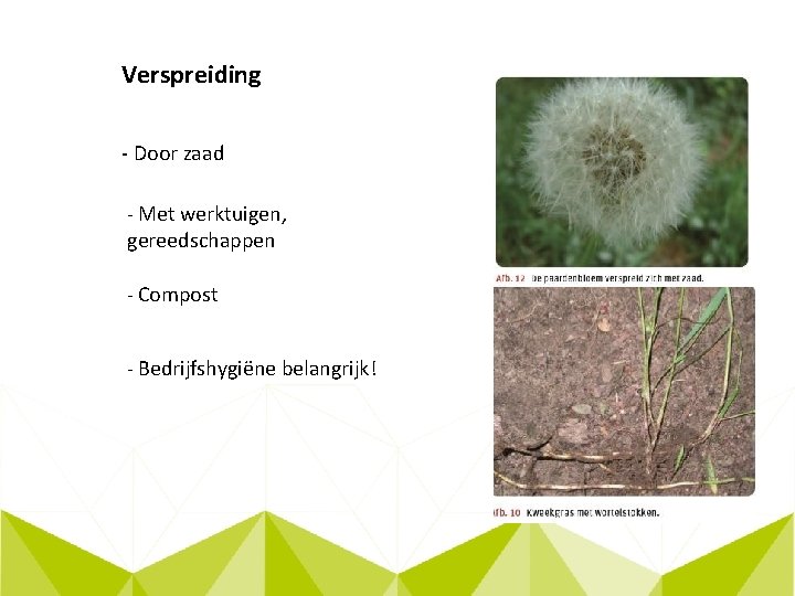 Verspreiding - Door zaad - Met werktuigen, gereedschappen - Compost - Bedrijfshygiëne belangrijk! 