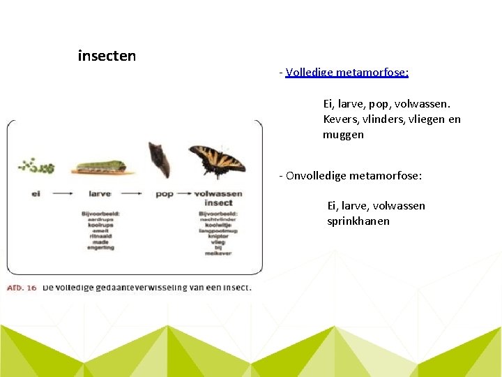 insecten - Volledige metamorfose: Ei, larve, pop, volwassen. Kevers, vlinders, vliegen en muggen -