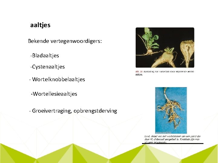 aaltjes Bekende vertegenwoordigers: -Bladaaltjes -Cystenaaltjes - Wortelknobbelaaltjes -Wortellesieaaltjes - Groeivertraging, opbrengstderving 