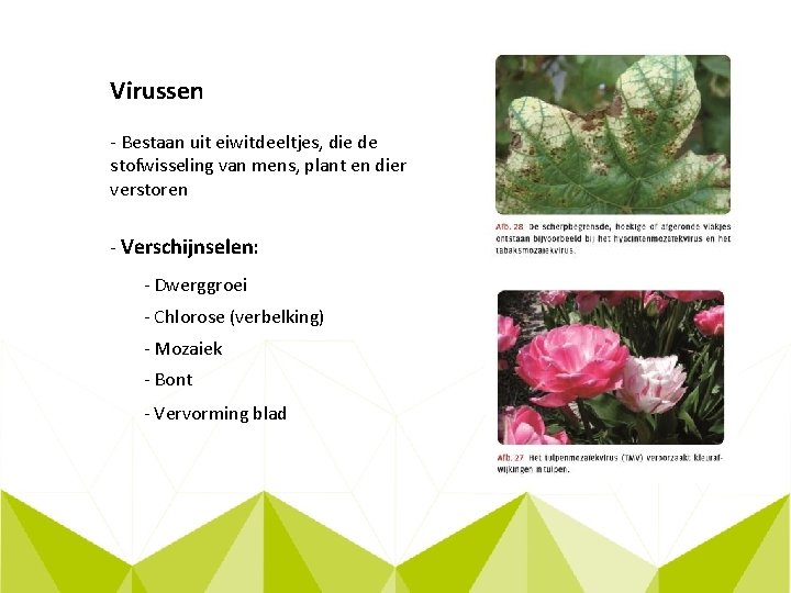 Virussen - Bestaan uit eiwitdeeltjes, die de stofwisseling van mens, plant en dier verstoren