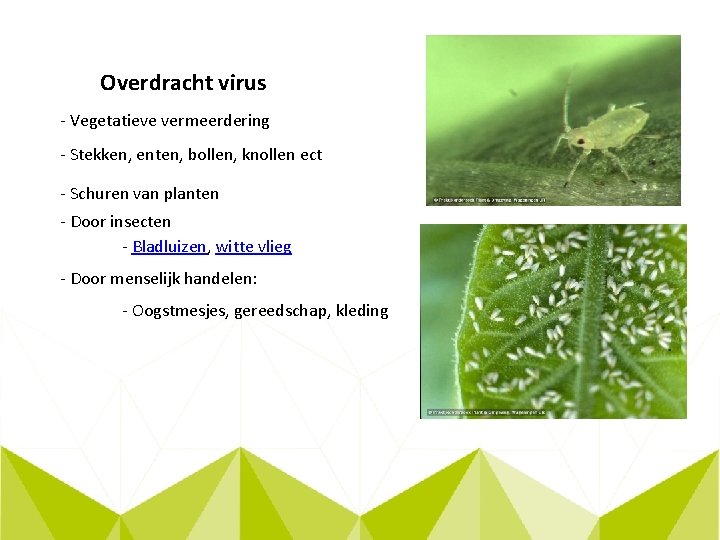 Overdracht virus - Vegetatieve vermeerdering - Stekken, enten, bollen, knollen ect - Schuren van