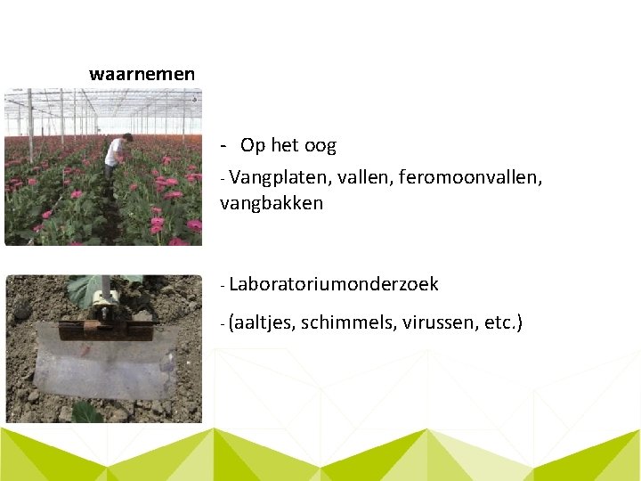 waarnemen - Op het oog - Vangplaten, vallen, feromoonvallen, vangbakken - Laboratoriumonderzoek - (aaltjes,