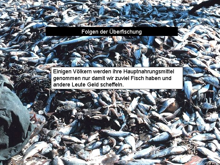 Folgen der Überfischung Einigen Völkern werden ihre Hauptnahrungsmittel genommen nur damit wir zuviel Fisch