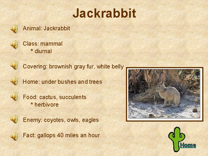 Jackrabbit Animal: Jackrabbit Class: mammal * diurnal Covering: brownish gray fur, white belly Home: